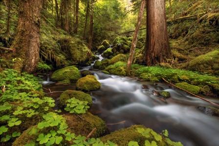 Drinking water is filtered by healthy forests