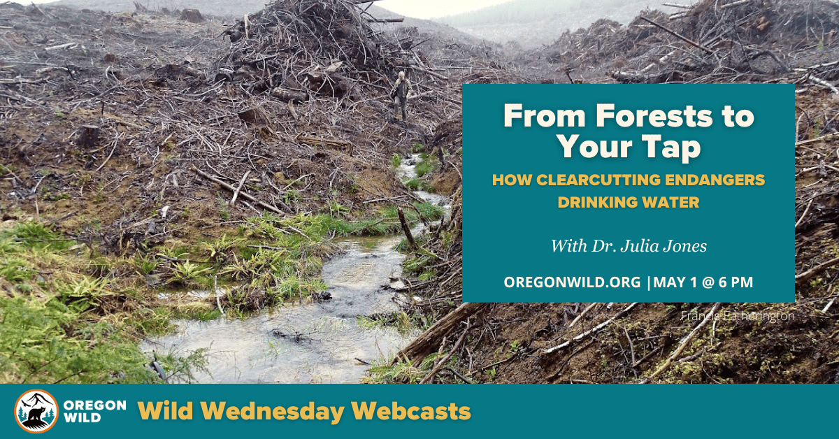 Muddy water flows down through a giant clearcut with large slash piles - by Francis Eatherington