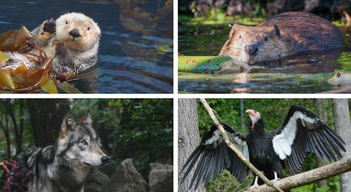 sea otter, wolf, beaver, California condor