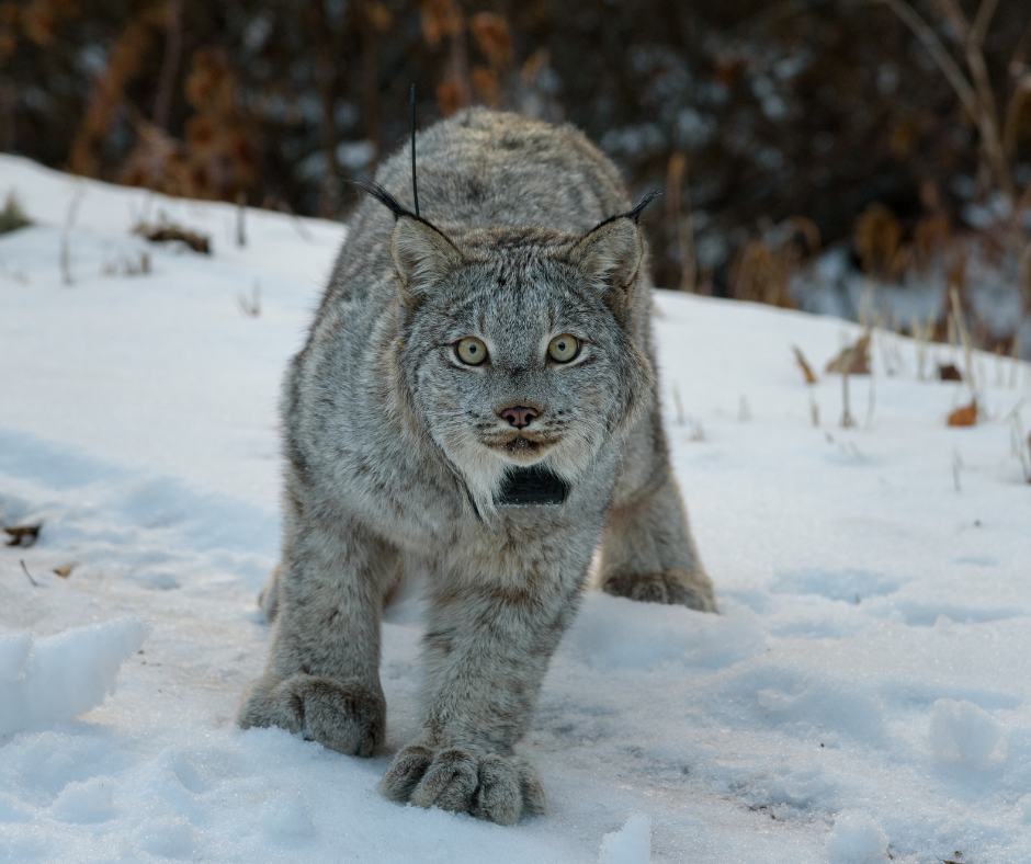 a Canada lynx stares at the photographer while standing in the snow - photo by Dash Feierabend