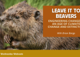 Leave it to Beavers: Engineering change in an age of climate change and extinction - close up of a beaver kit
