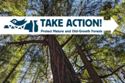 Looking up through an old-growth forest canopy: Take Action - Protect Our Mature and Old-Growth Forests