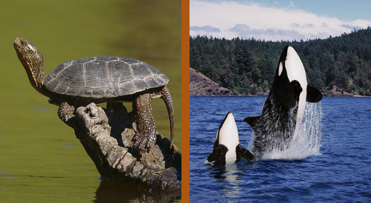A northwestern pond turtle and orcas image 