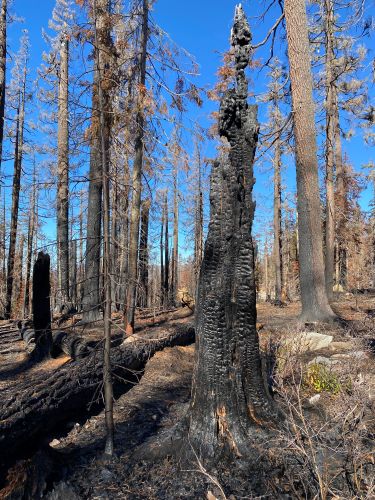 "Burned trees, snags, and down logs in the Cedar Creek Fire"