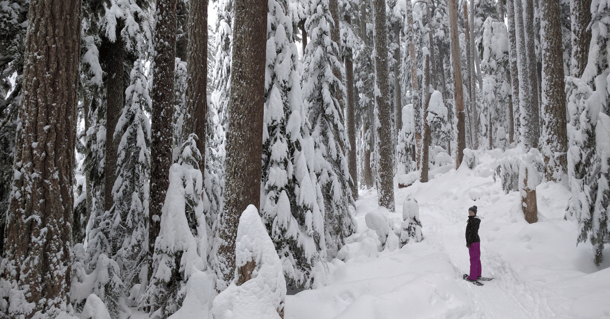 A snowshoer hikes through a snow-covered old growth forest