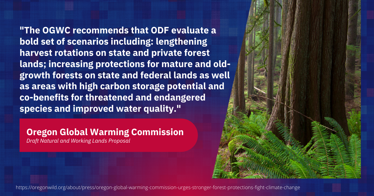 "The OGWC recommends that ODF evaluate a bold set of scenarios including: lengthening harvest rotations on state and private forest lands; increasing protections for mature and old growth forests on state and federal lands as well as areas with high carbon storage potential and co-benefits for threatened and endangered species and improved water quality."