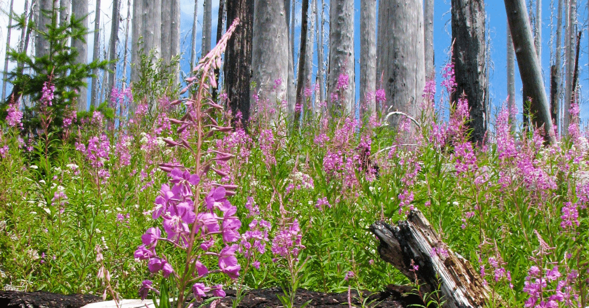 Flowers and new growth spring from a burned forest by Jim Maloney