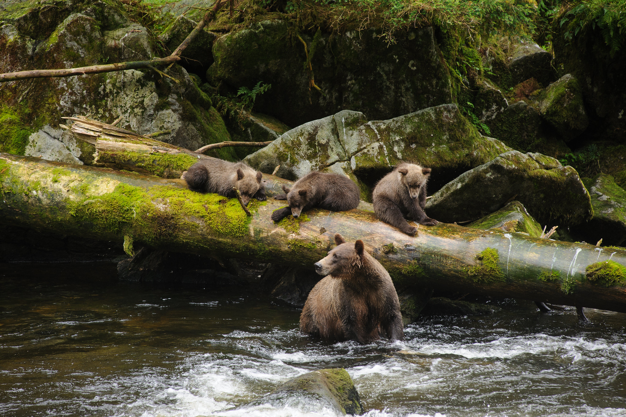 A mother bear in the water of a stream while three cubs sit on a fallen log above her, a large trees and green moss in the background - Tongass National Forest - Forest Service photo by Mark Meyer