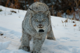 lynx facing the camera while walking through the snow