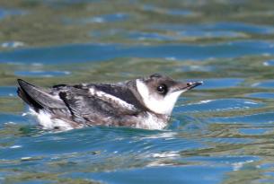 A marbled murrelet with winter plumage floats in the ocean - USFWS