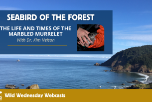 Text: Seabird of the Forest Image: The ocean and a rocky forested coastline, inset photo of a small grey bird cradled in hands