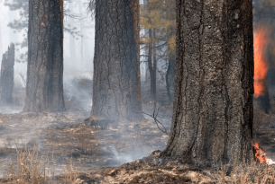 Prescribed fire in a ponderosa pine forest. Photo by Brett Cole.