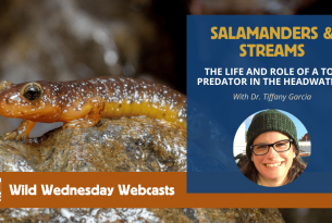 Image of an orange and brown salamander on a rock - Webcast: Salamanders and Streams - The Life and Role of a Top Predator in the Headwaters with Dr. Tiffany Garcia