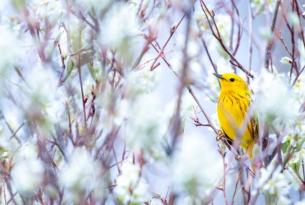 Yellow warbler by Cody Clark