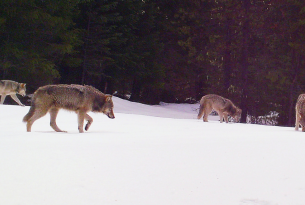 Four Indigo Pack wolves caught on camera in Douglas County, ODFW 