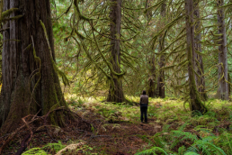An individual stands amid a lush, green forest dominated by Western Red Cedar trees of various sizes