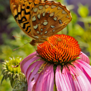 Great Spangled Fritillary on a flower